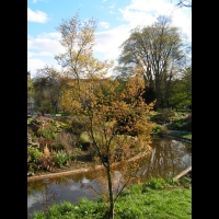 Acer palmatum cv Hoshi Kuzu (fam Aceracees) (2)